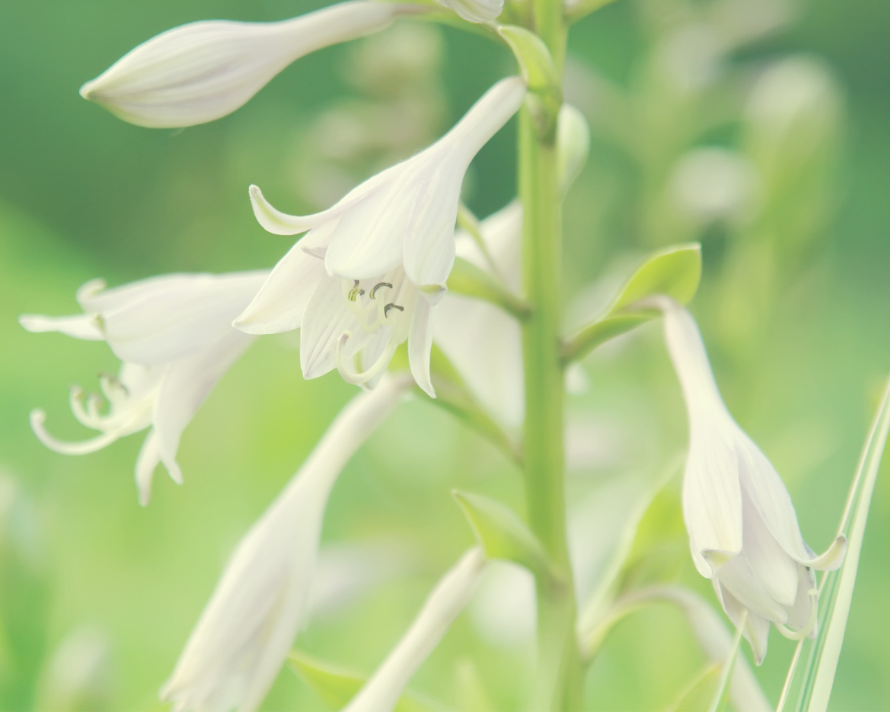 Белые колокольчики