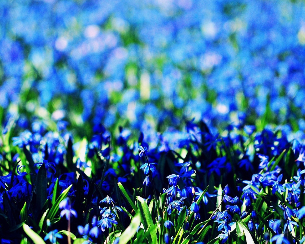 Васильковое море