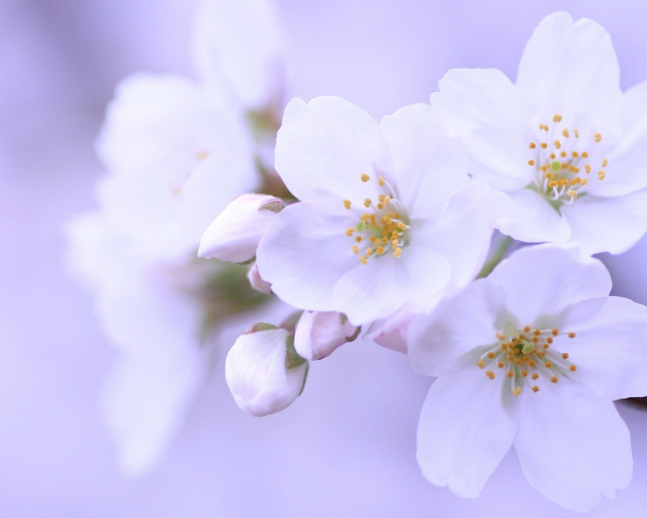 Яблоневый цвет