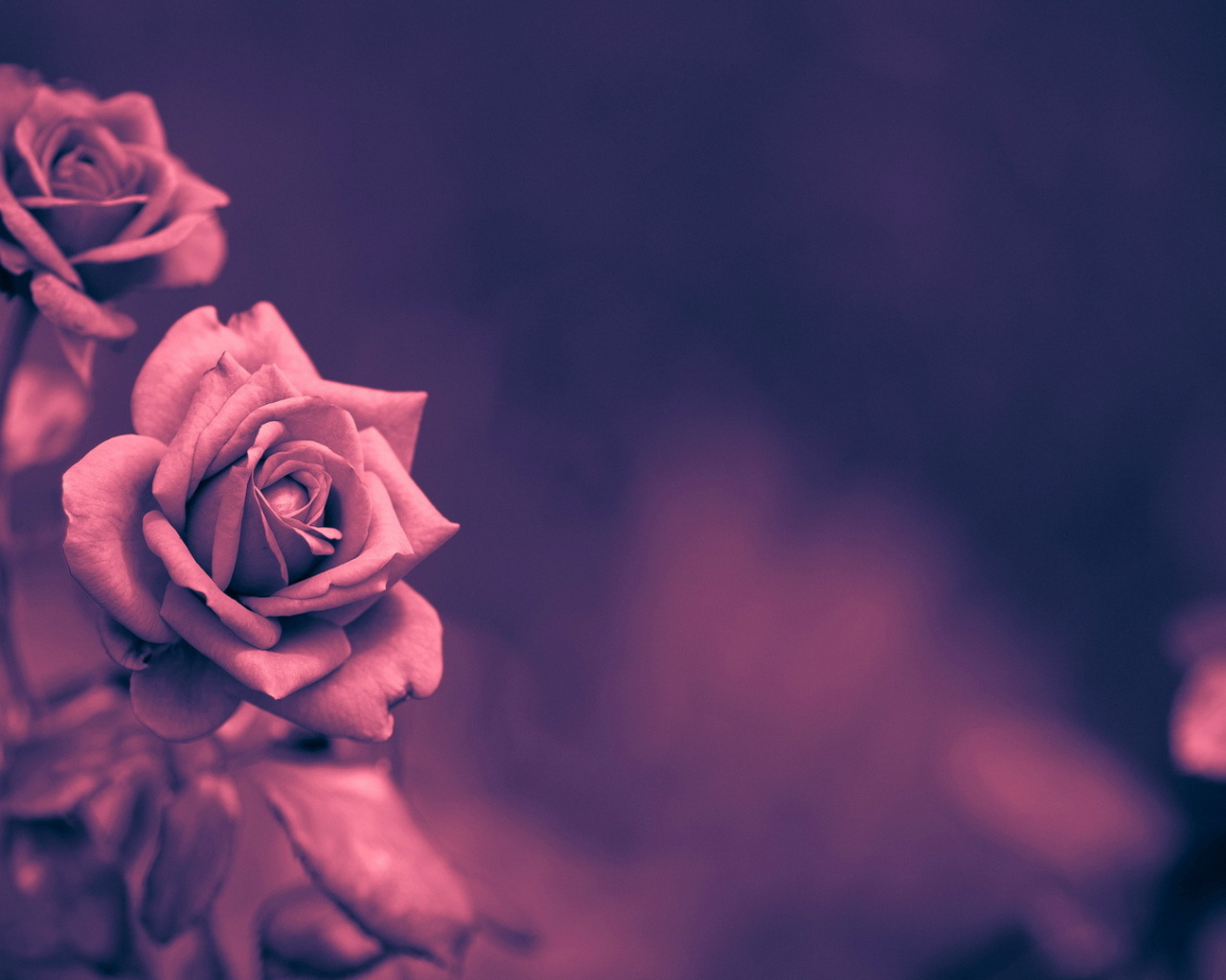 Кремовая роза