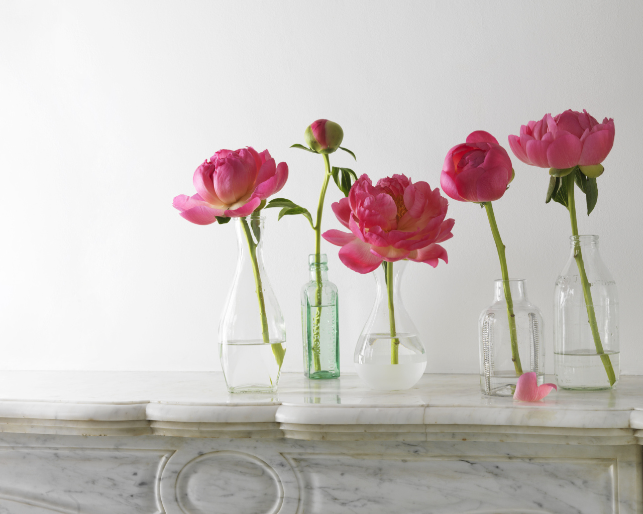 Красивые пионы