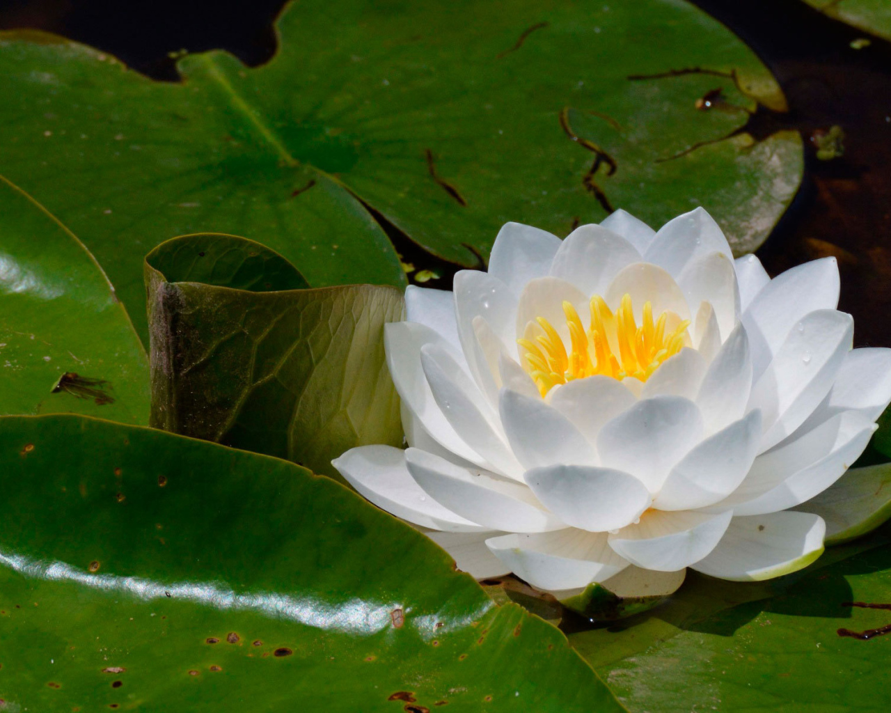 Цветок нимфея