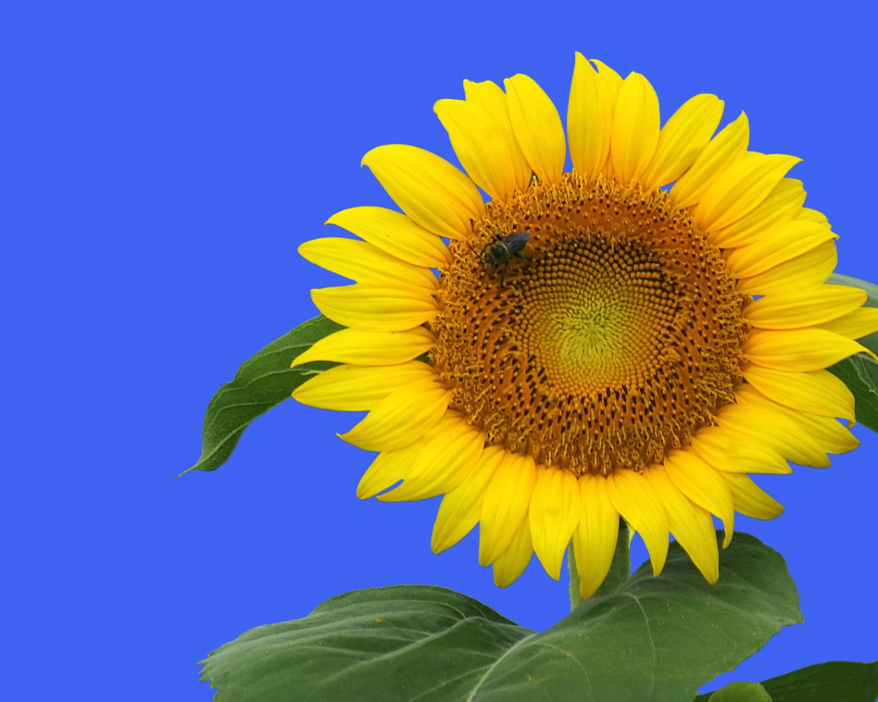 Цветочек подсолнуха