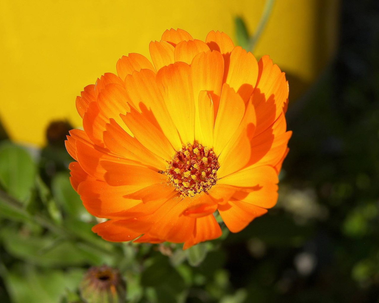 В саду красивые цветы календула