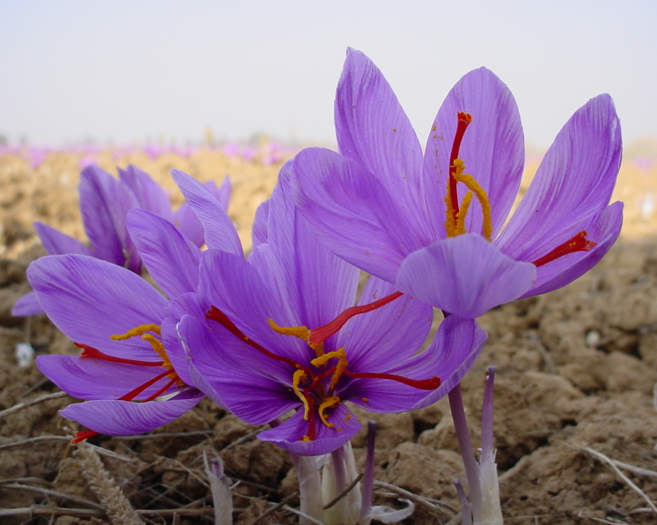 Цветы шафран 