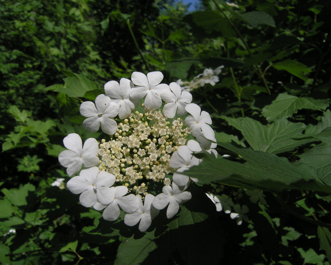 Растение резуха