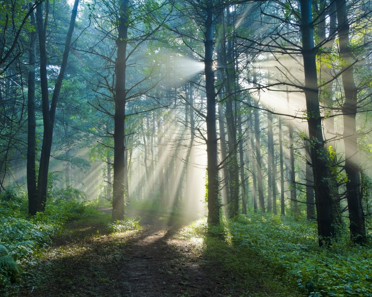 Тропинка в солнечном лесу