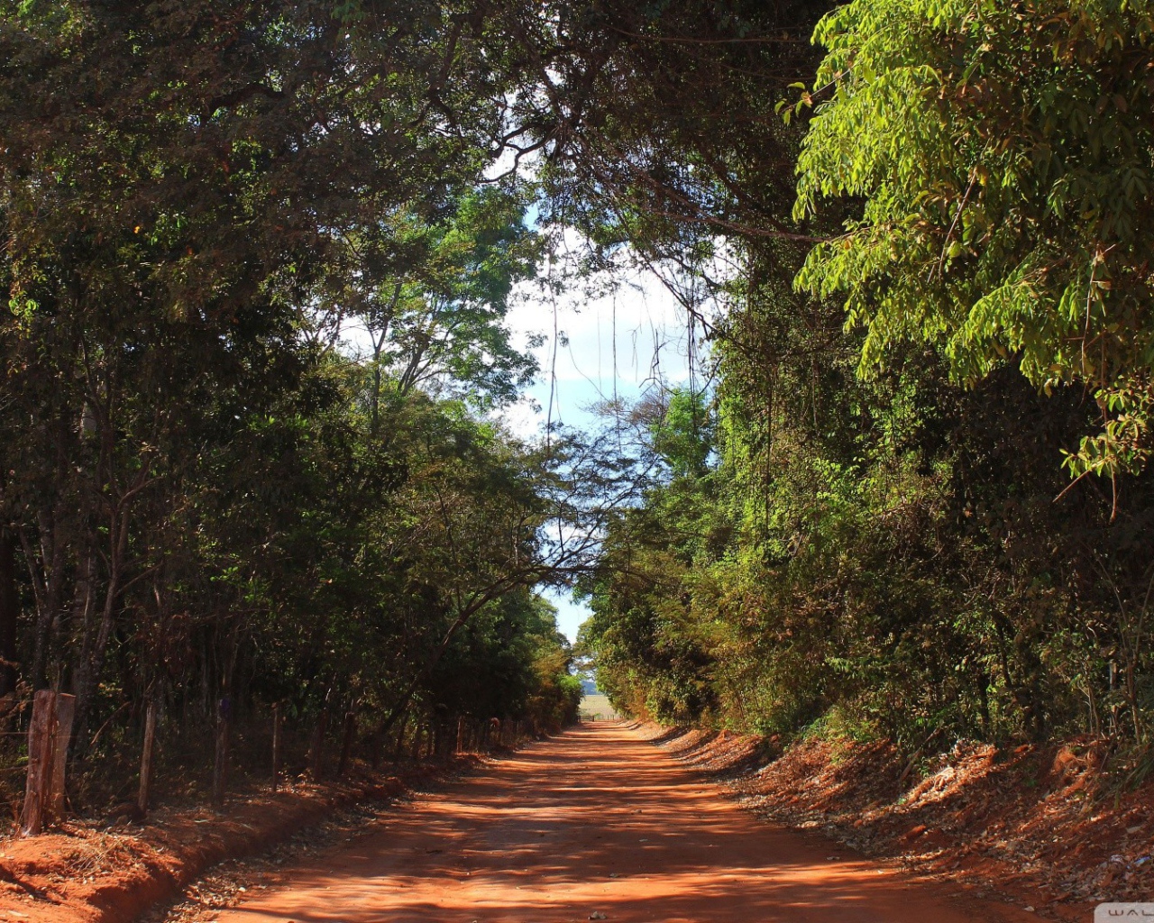 Аллея в лесу