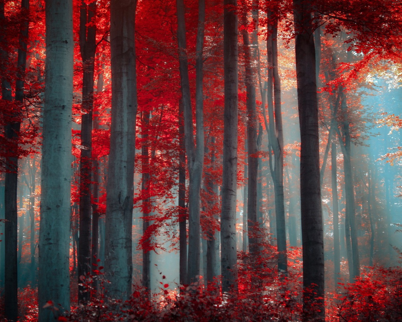 Осенний лес