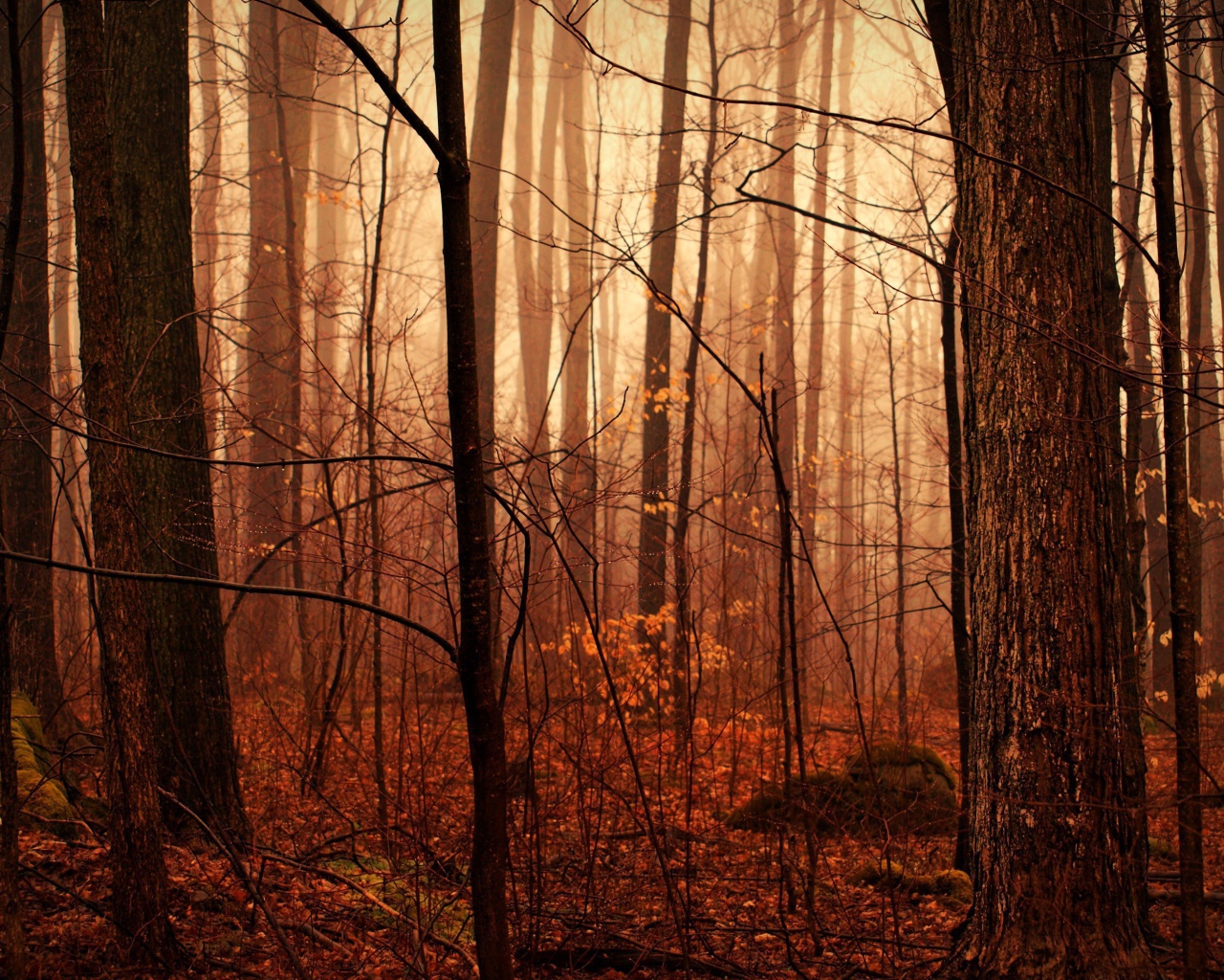 Осенний лес в тумане