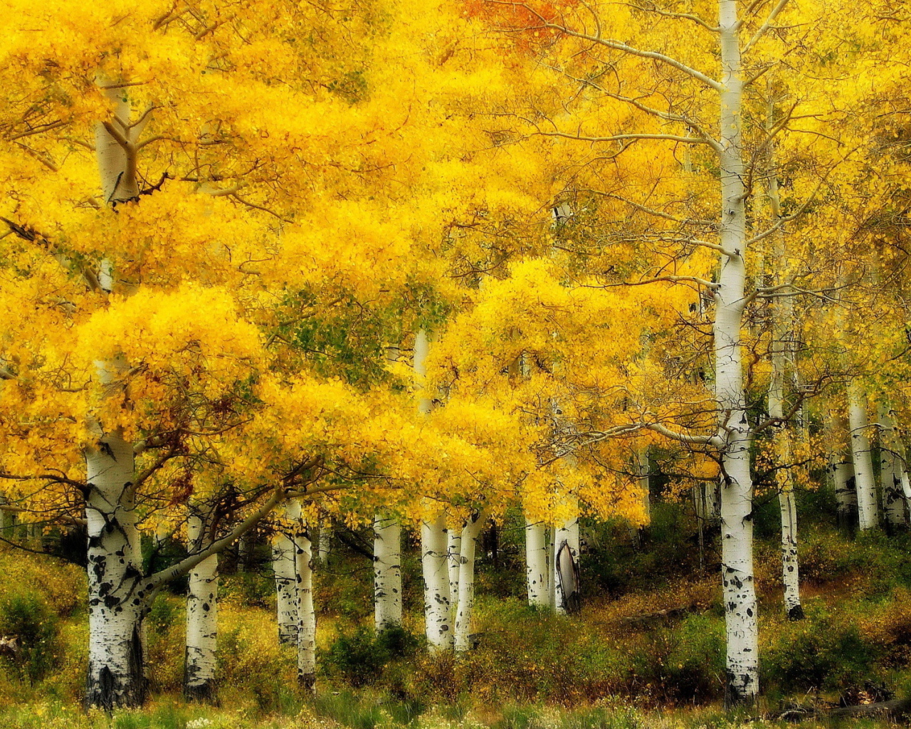 Осень в березовой роще
