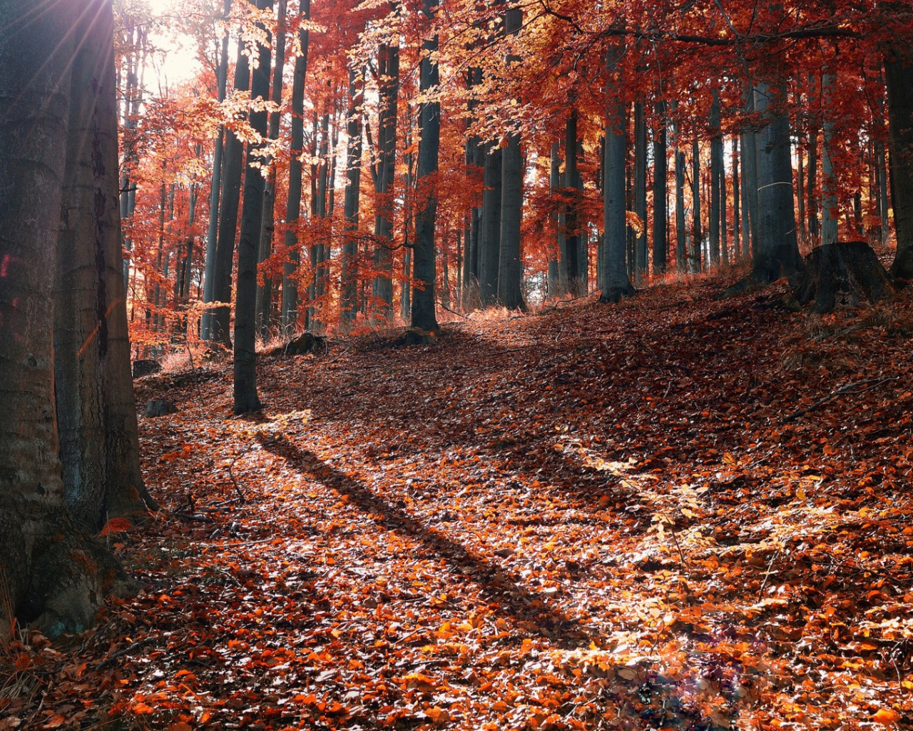 Осень в лесу