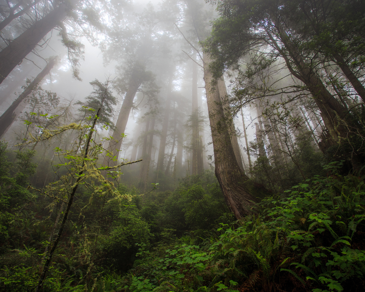 Красивый лес в тумане