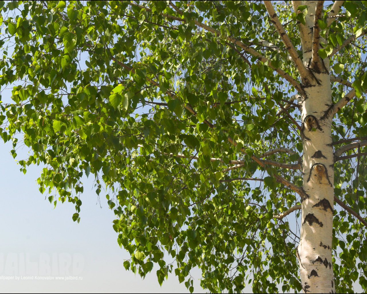 Береза на фоне неба