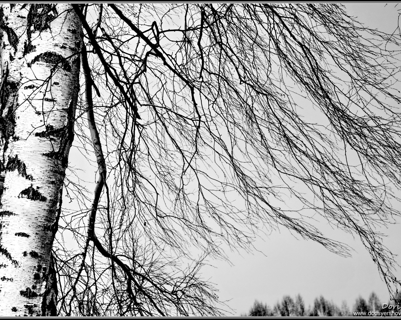 Береза зимой