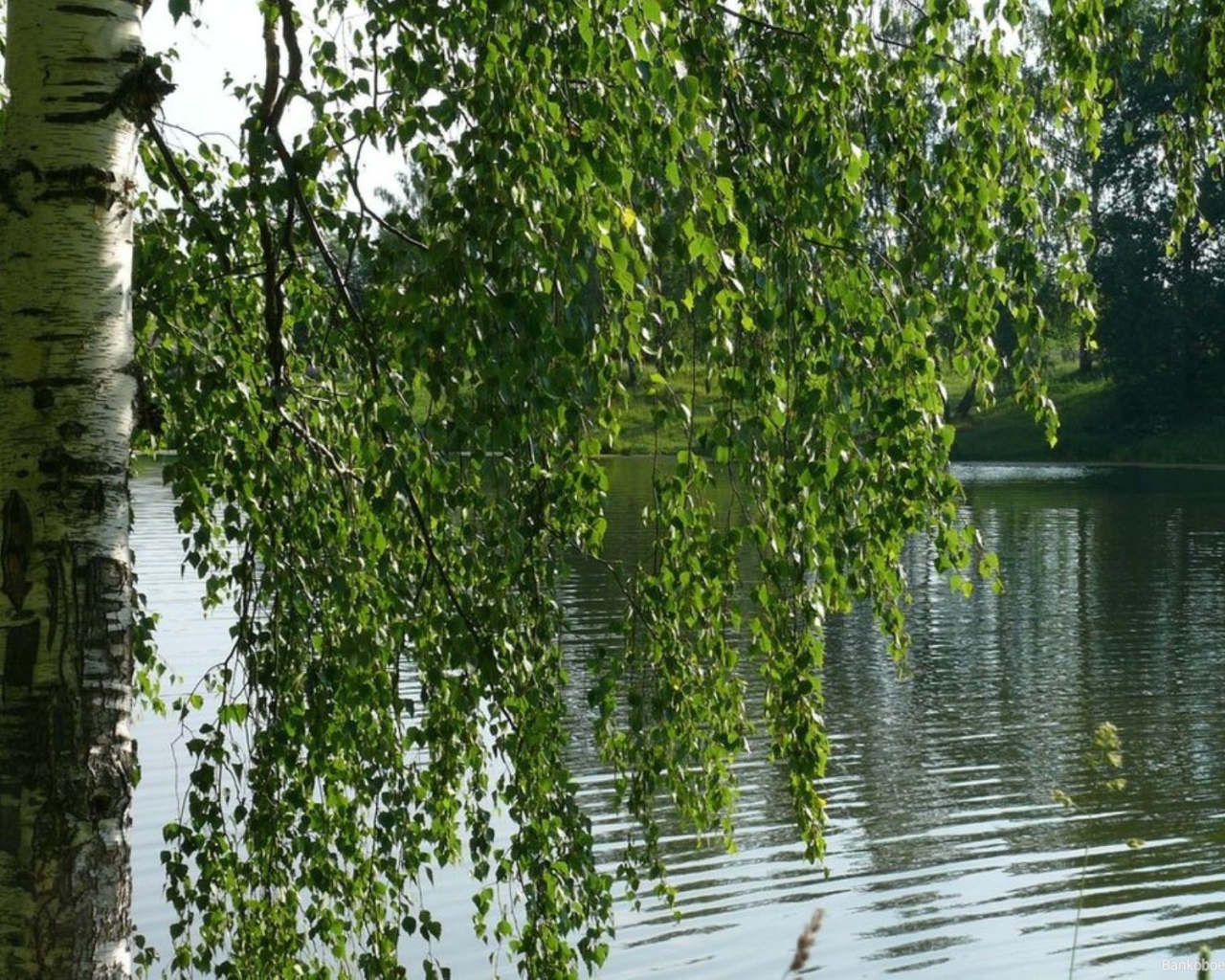 Береза на берегу реки