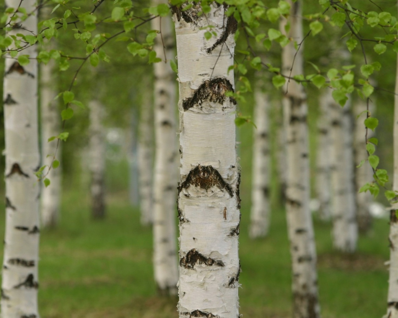 Березовая роща