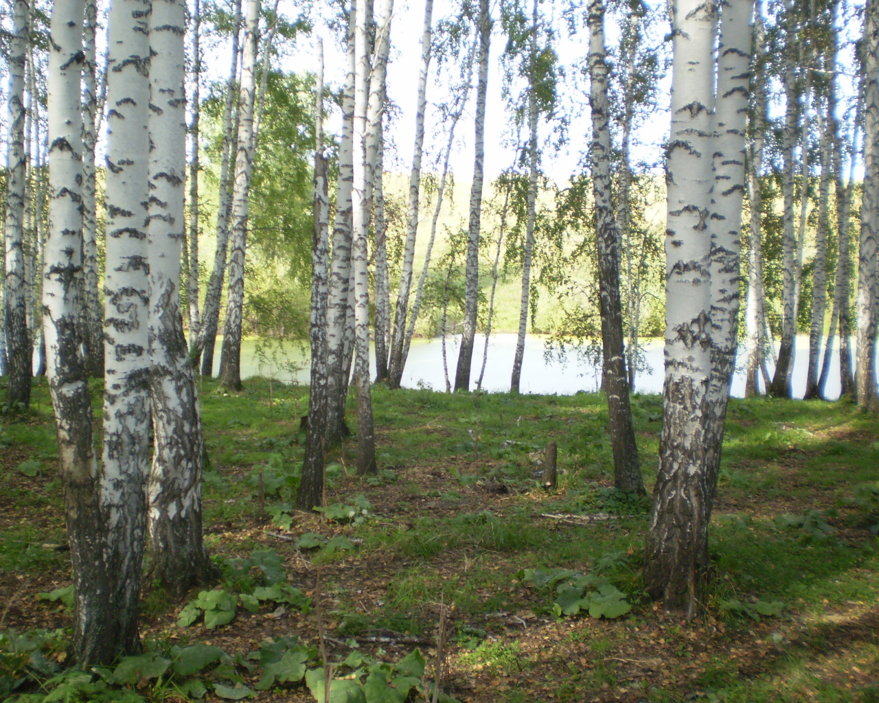 Березовая роща у озера