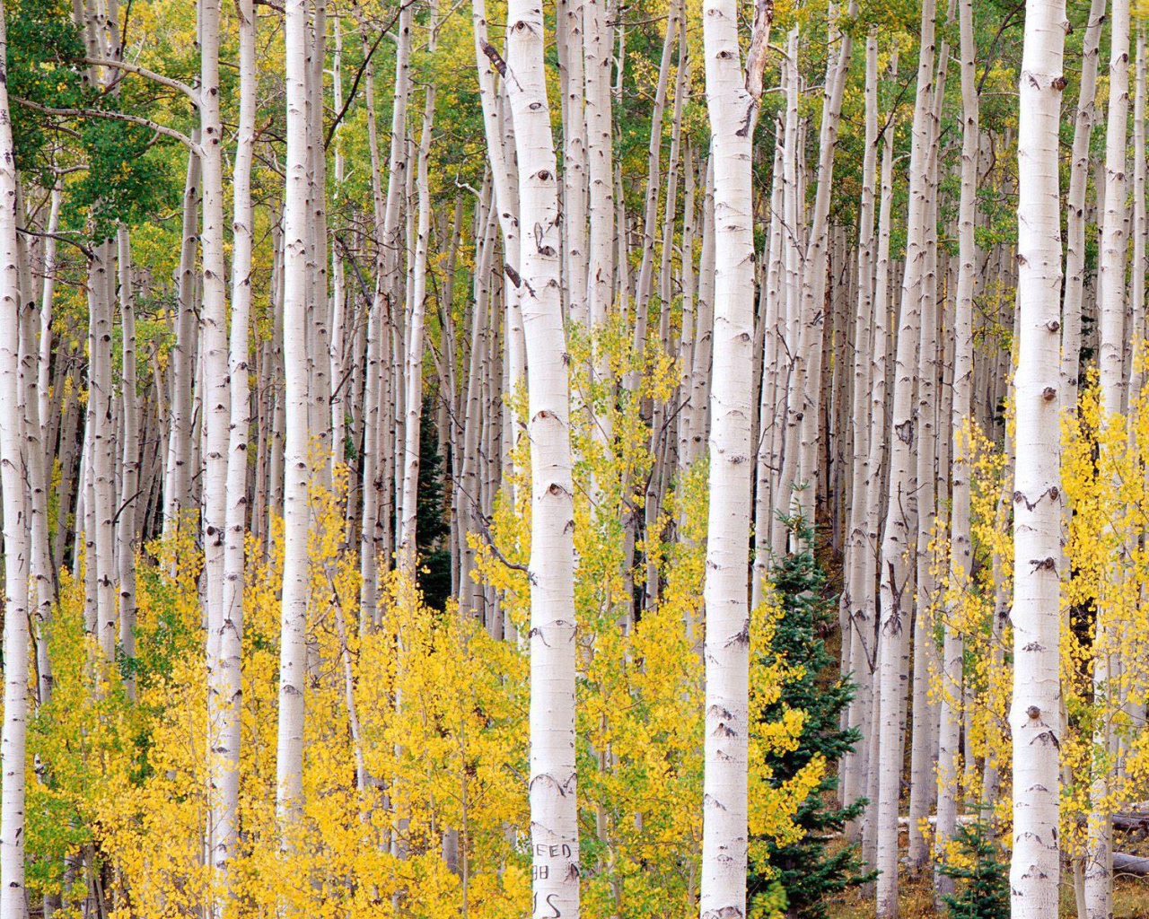 Березовая чаща