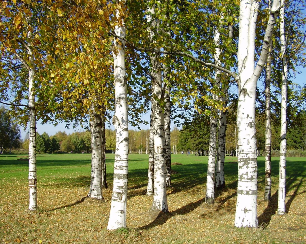 Birch trees on the glade
