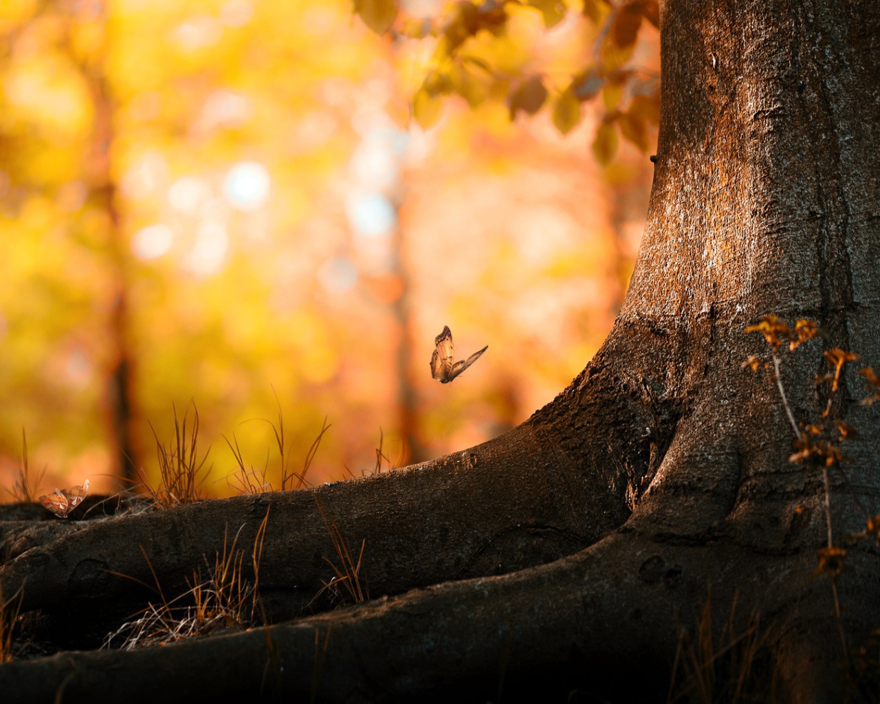 Лес бабочек