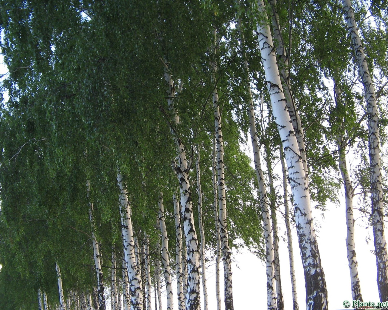 Кроны березовых деревьев