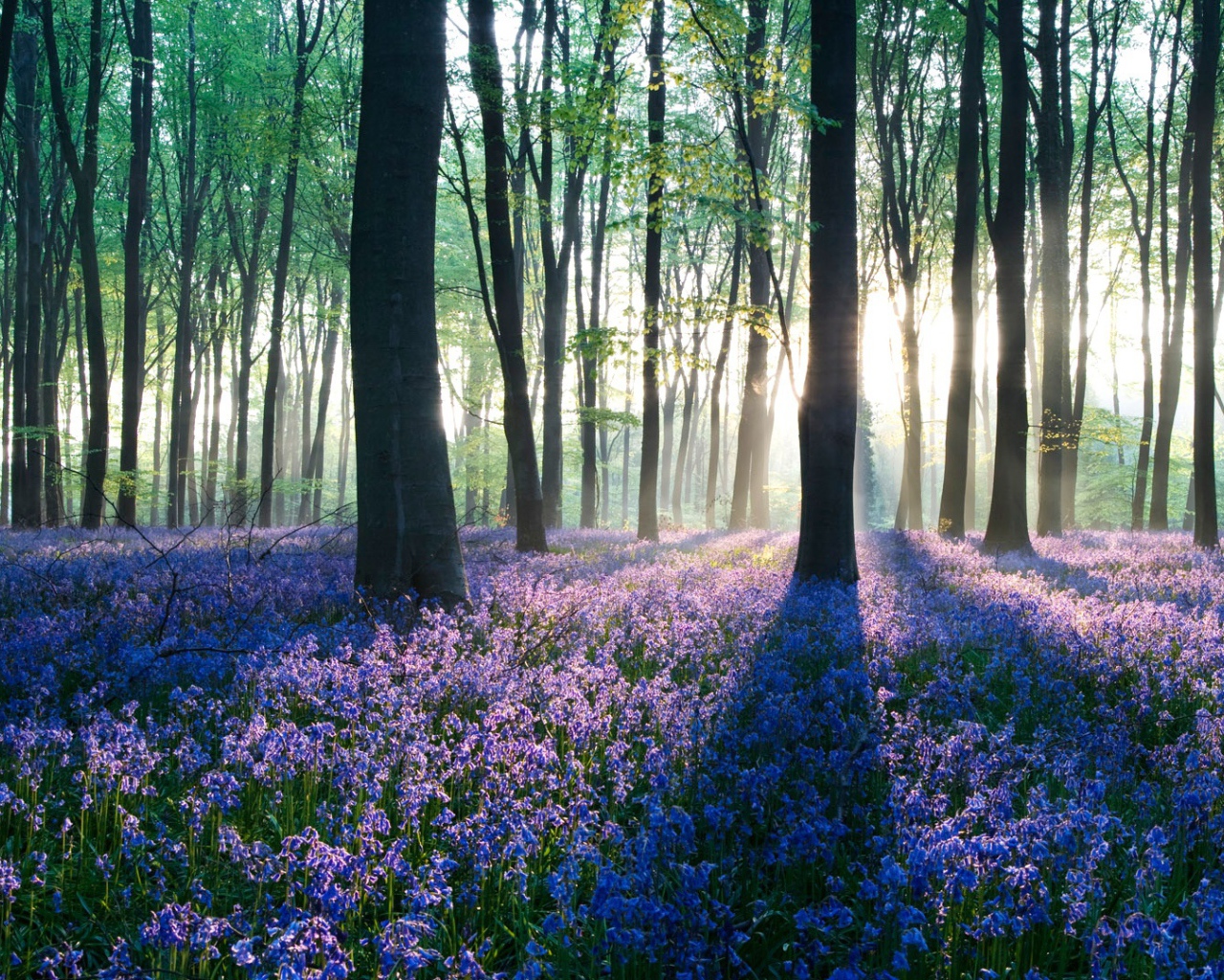 Рассвет в лесу