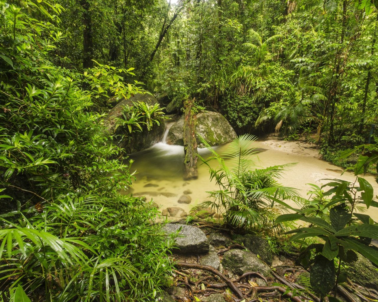 Густой тропический лес