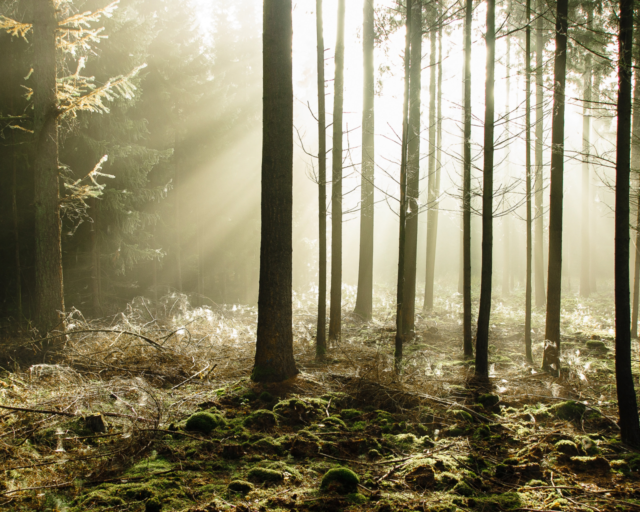 Сказочный летний лес