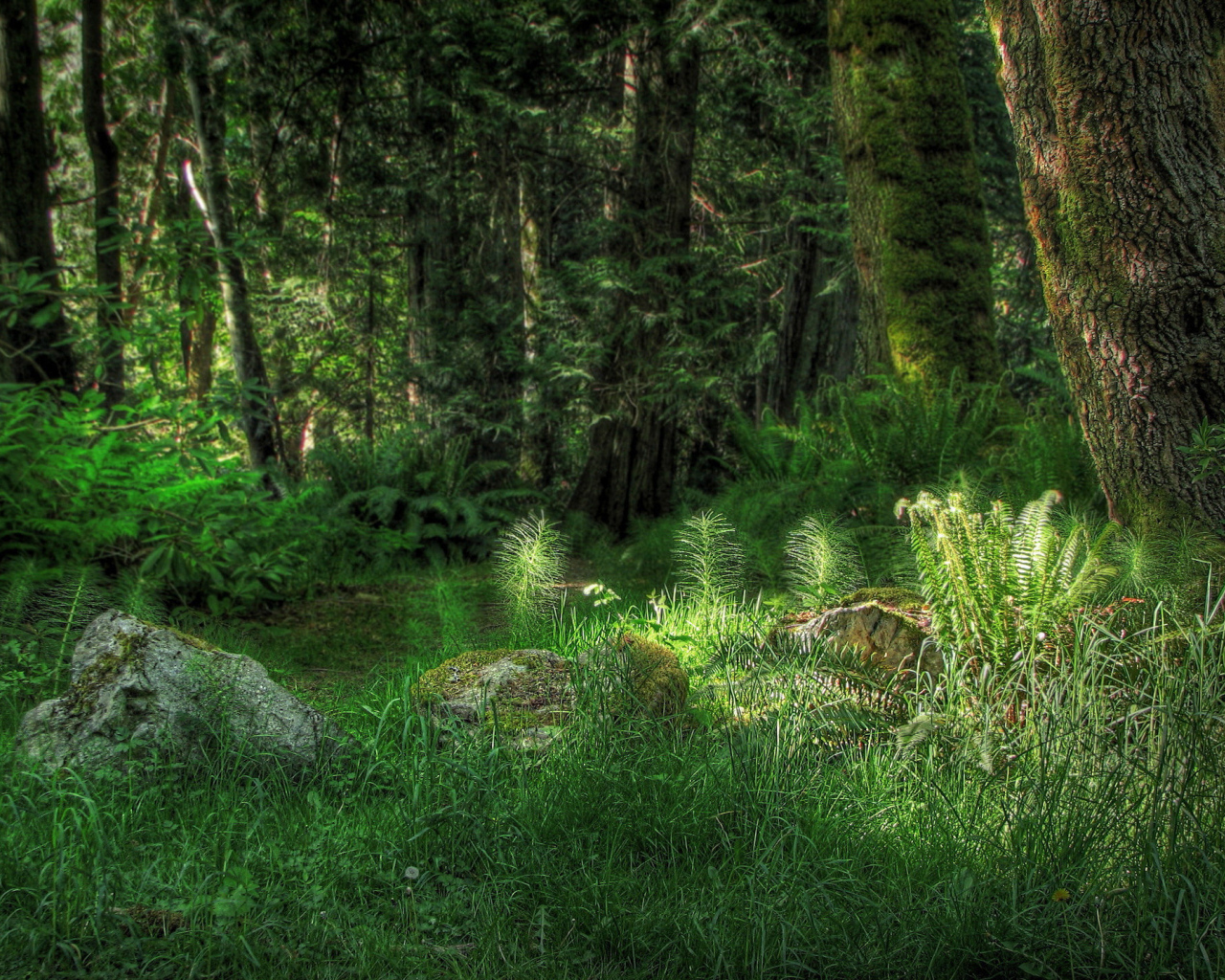 Лесная поляна с камнями