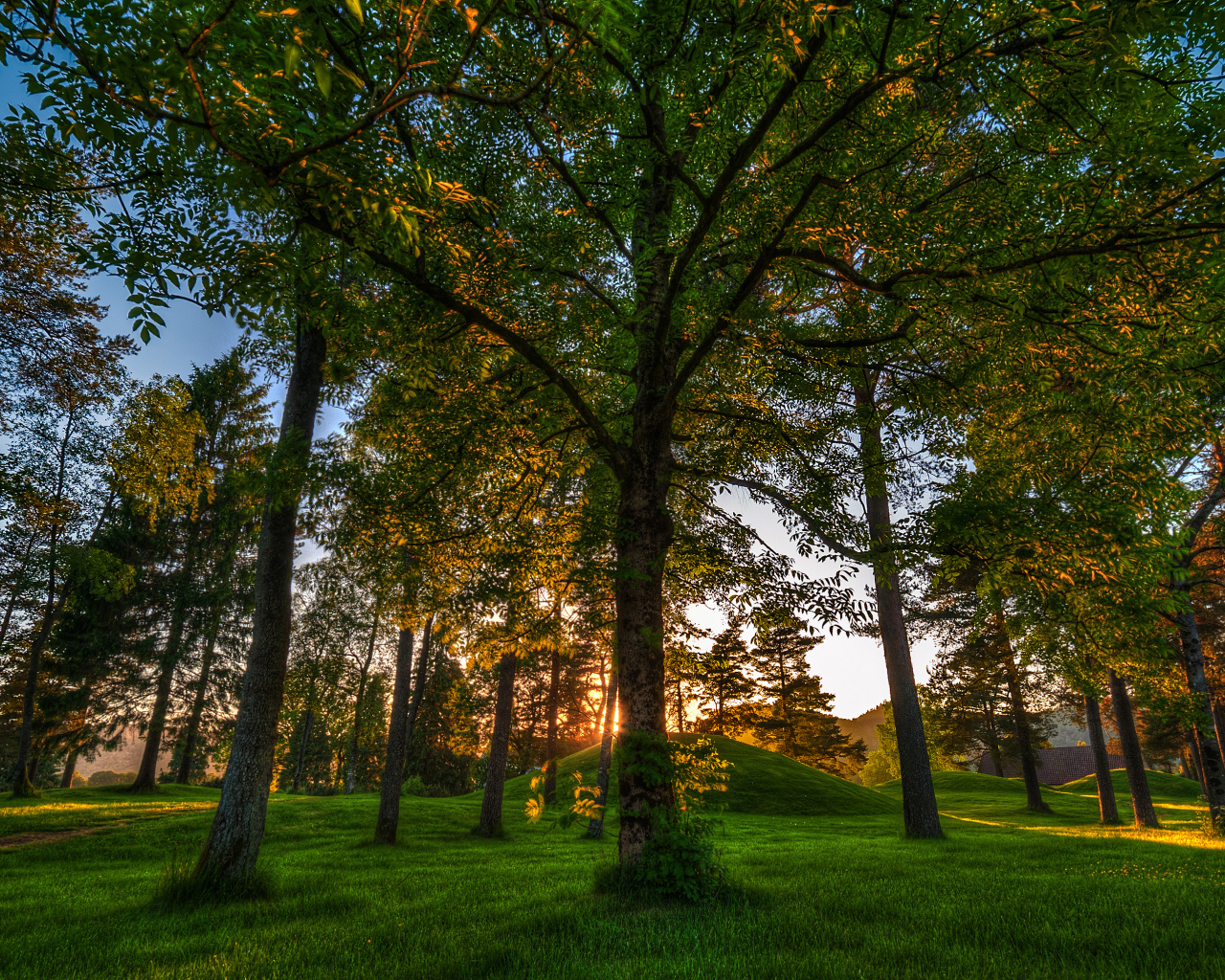 Лес в Норвегии