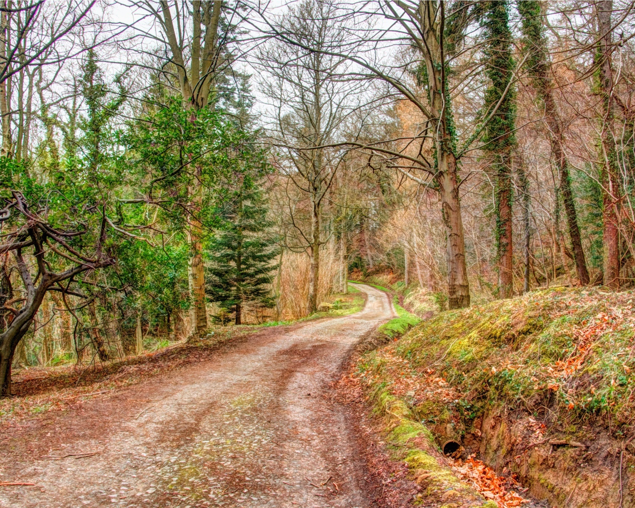 Мрачный лес осенью