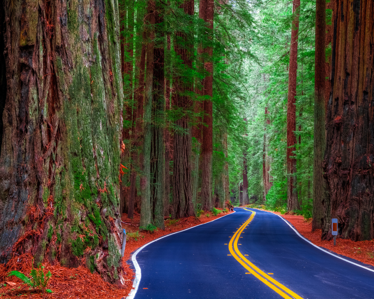 Шоссе среди леса