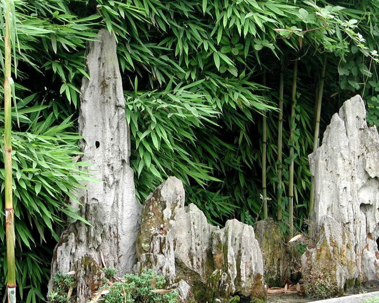 Японский бамбуковый лес