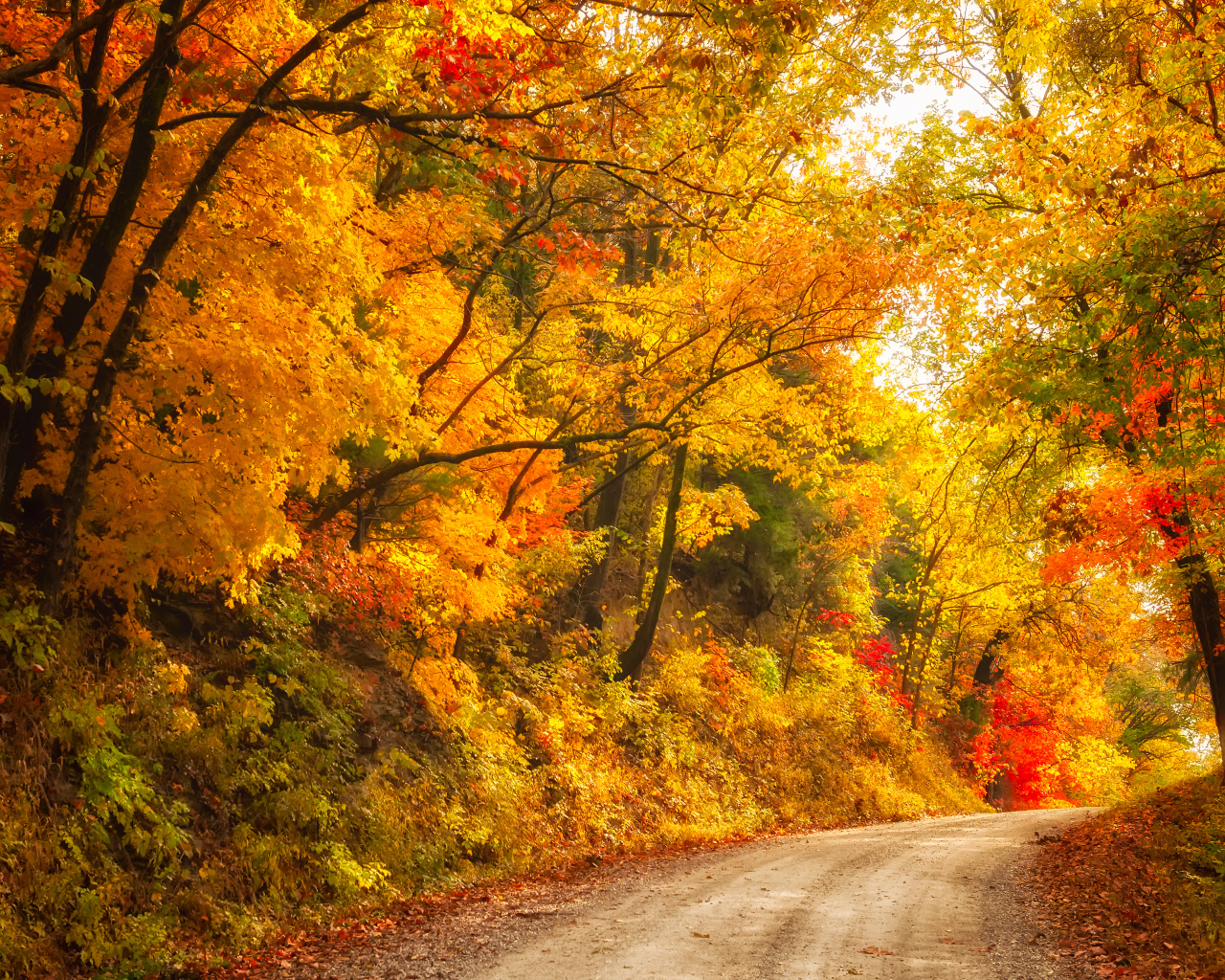 Глубокая осень в лесу