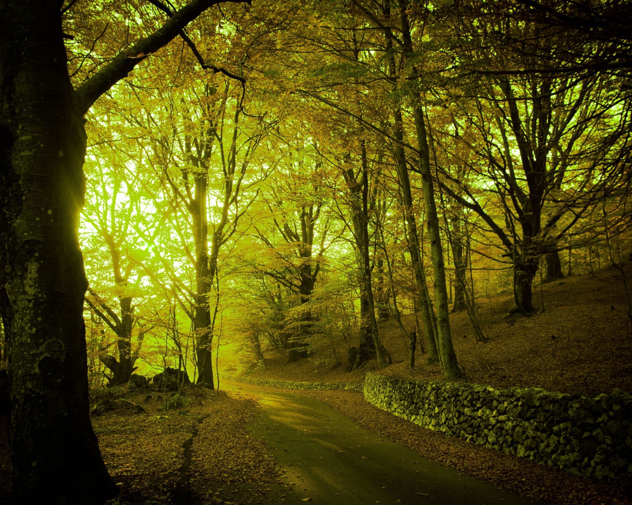 Свет пробивается через лесную чащу