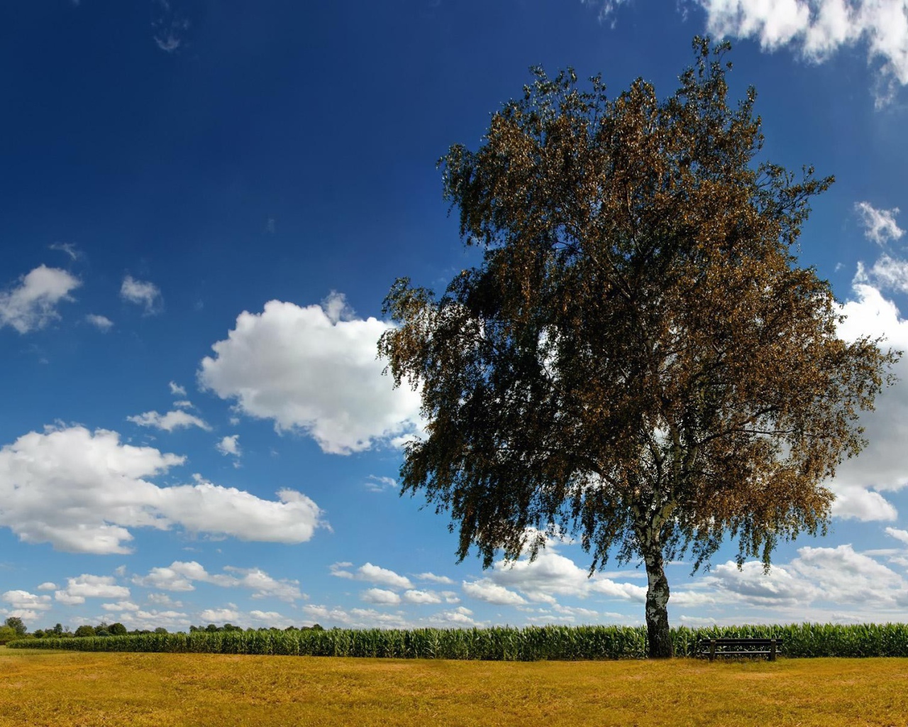 Одинокая береза