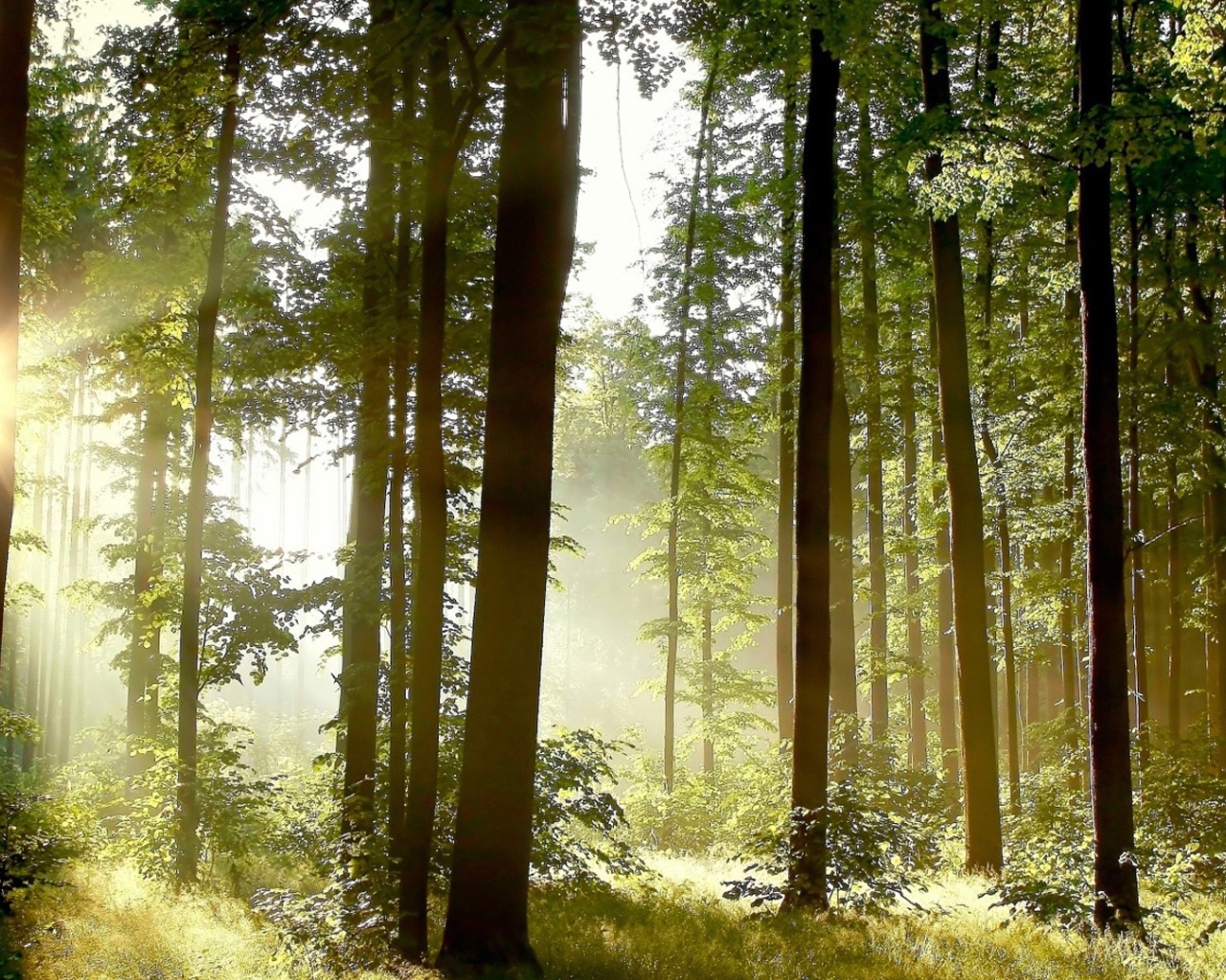 Утро в сосновом лесу