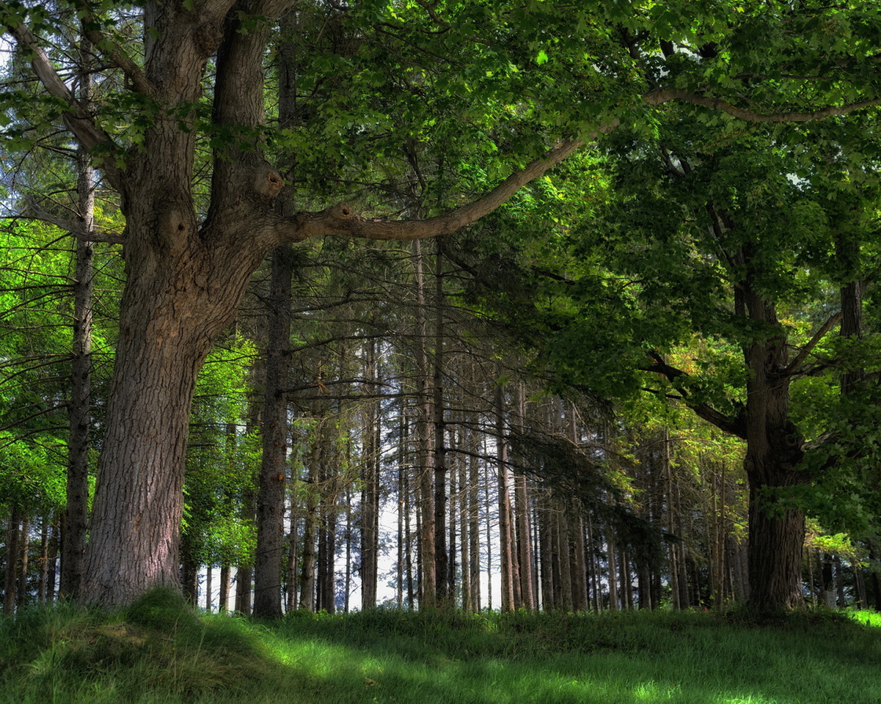 Дубовый лес