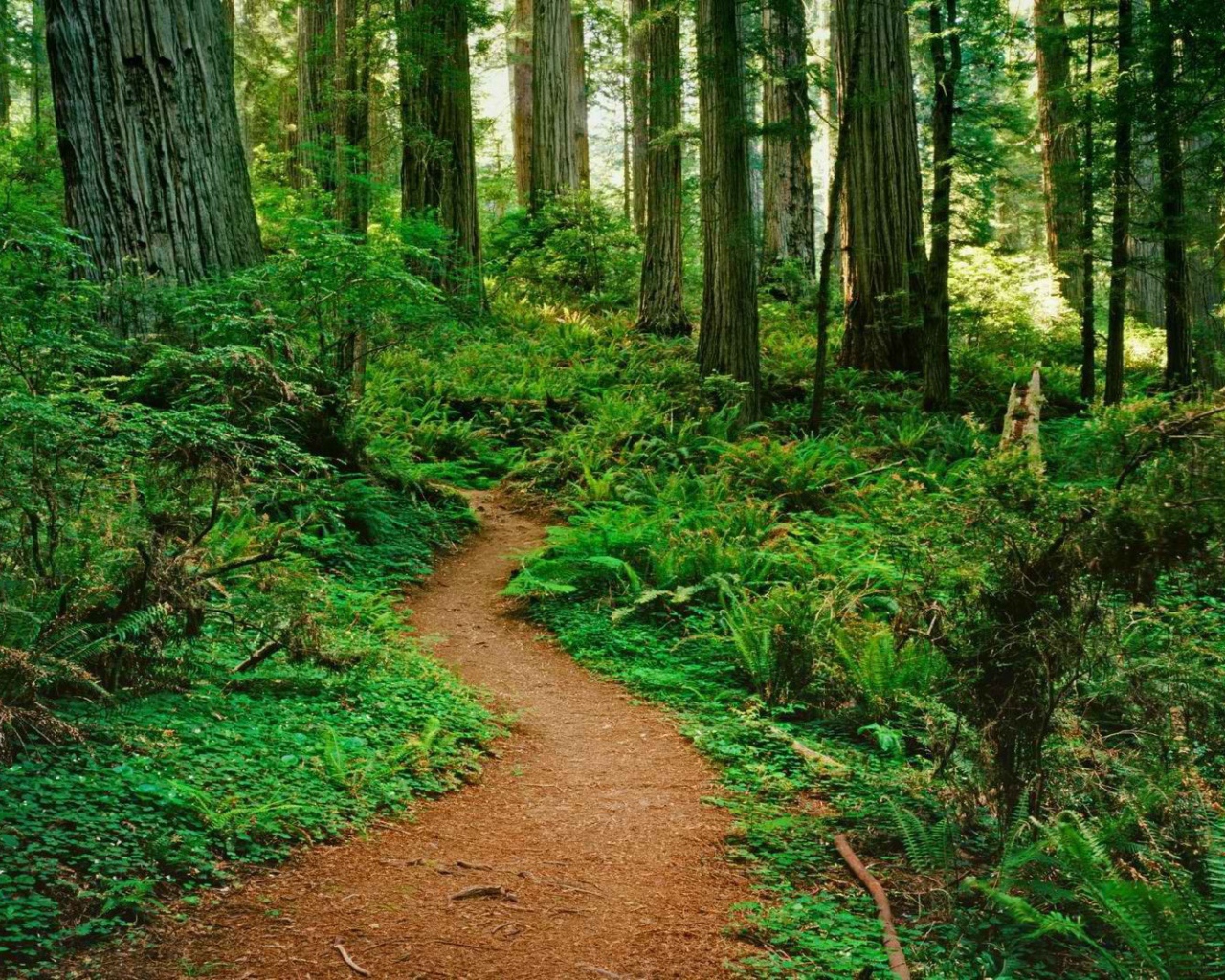 Тропинка в лесу