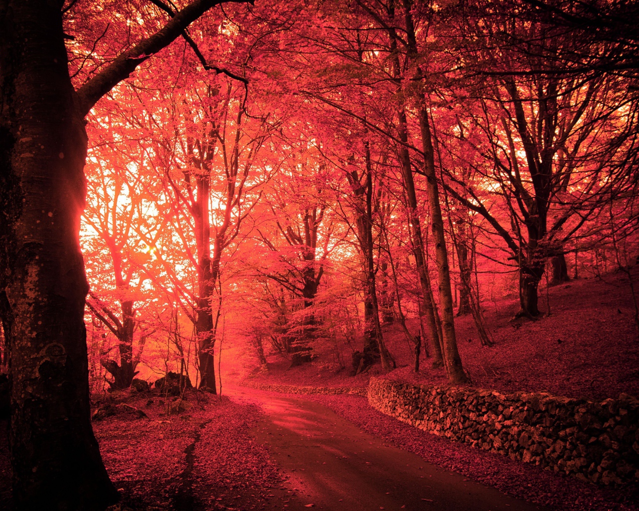 Розовый осенний лес