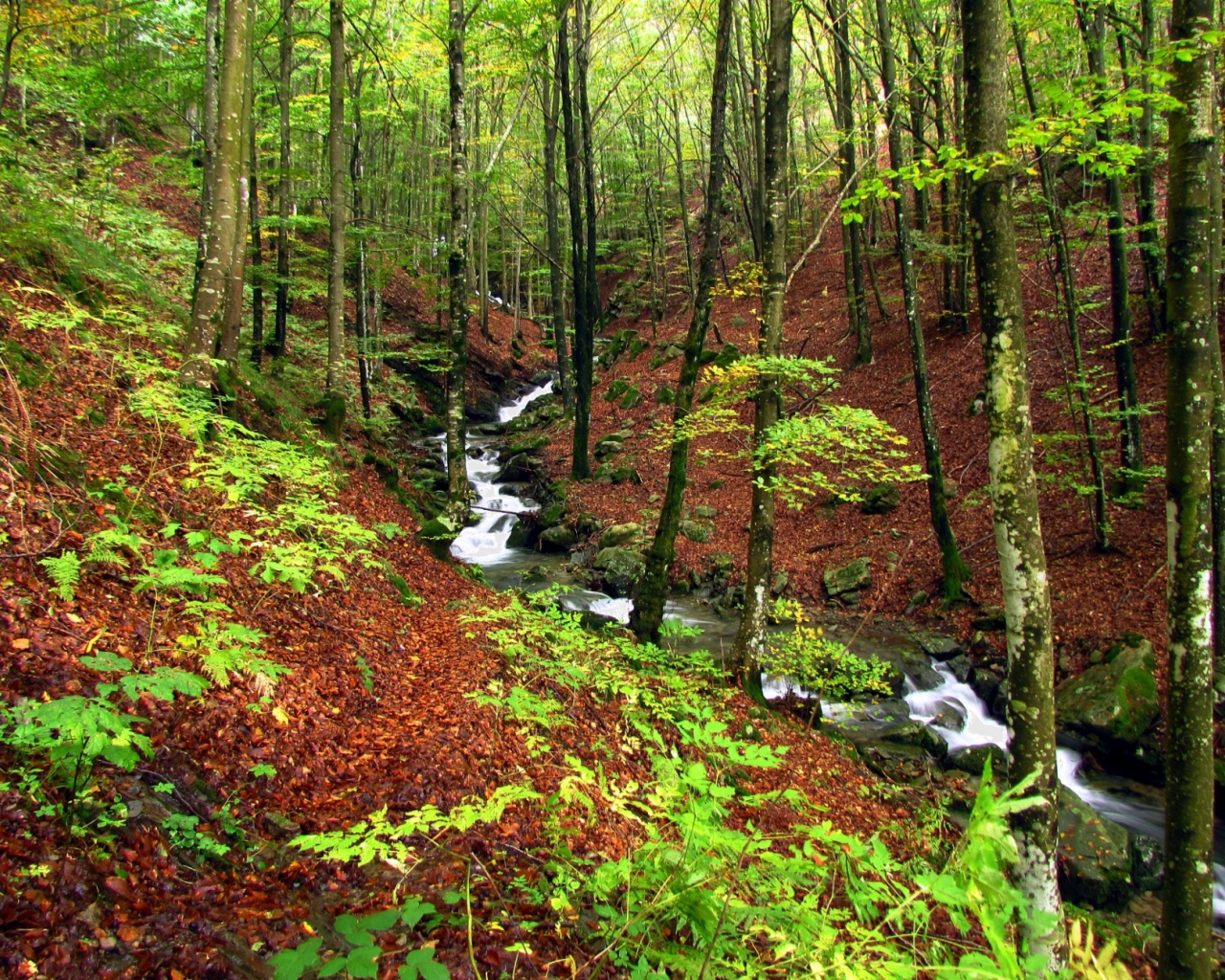 Быстрый ручей в лесу