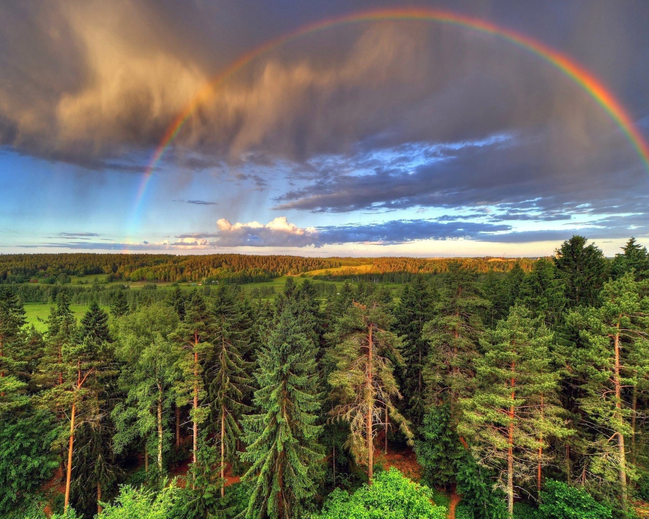 Радуга над лесом