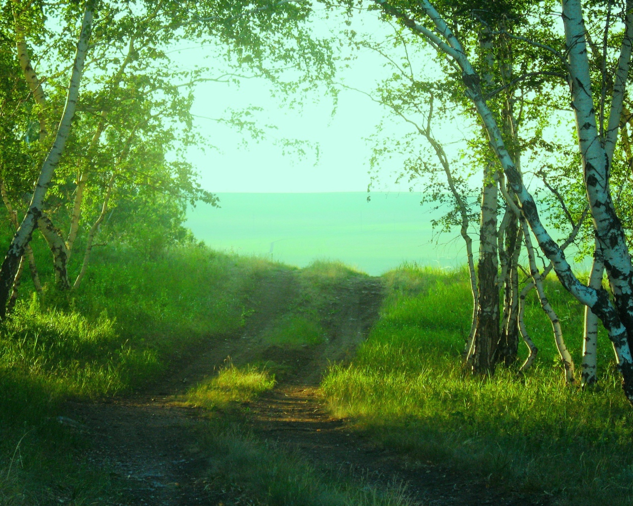 Дорога среди берез