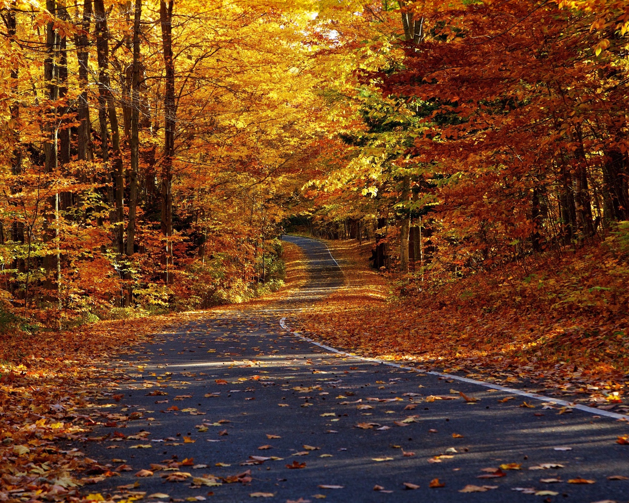 Дорога в осеннем лесу
