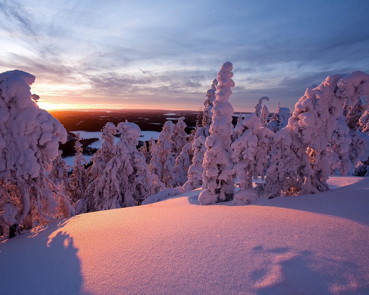Деревья в снегу 