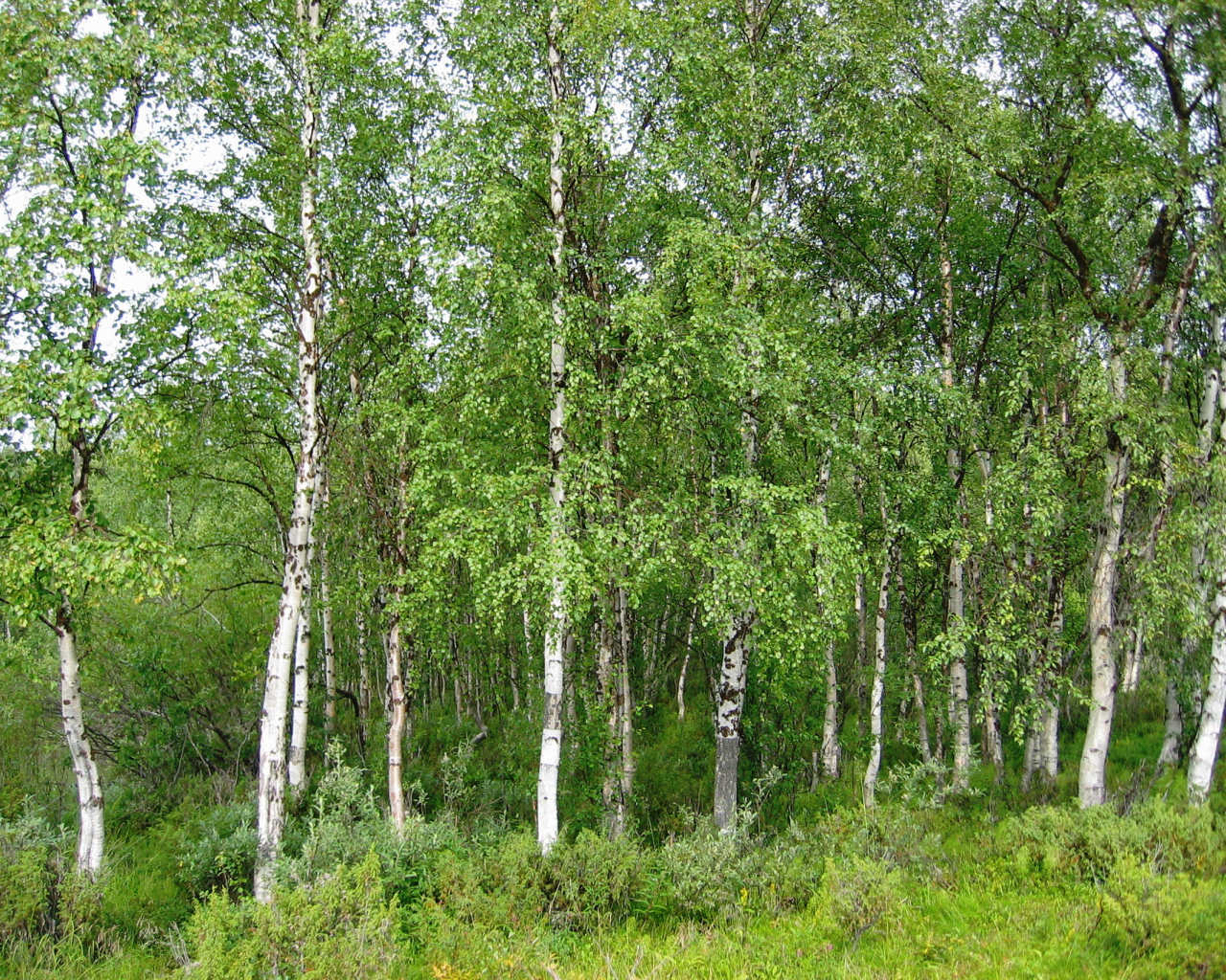 Летняя березовая роща