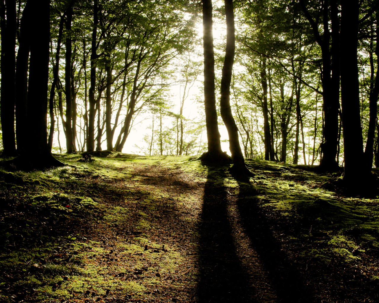 Солнечные лучи пробиваются сквозь деревья