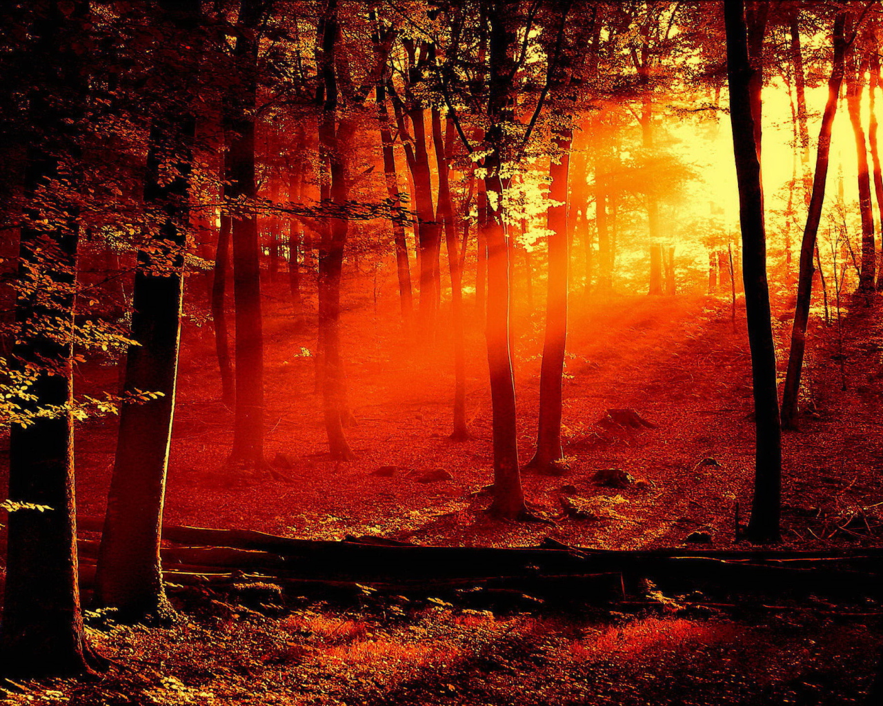 Лучи солнца в лесу