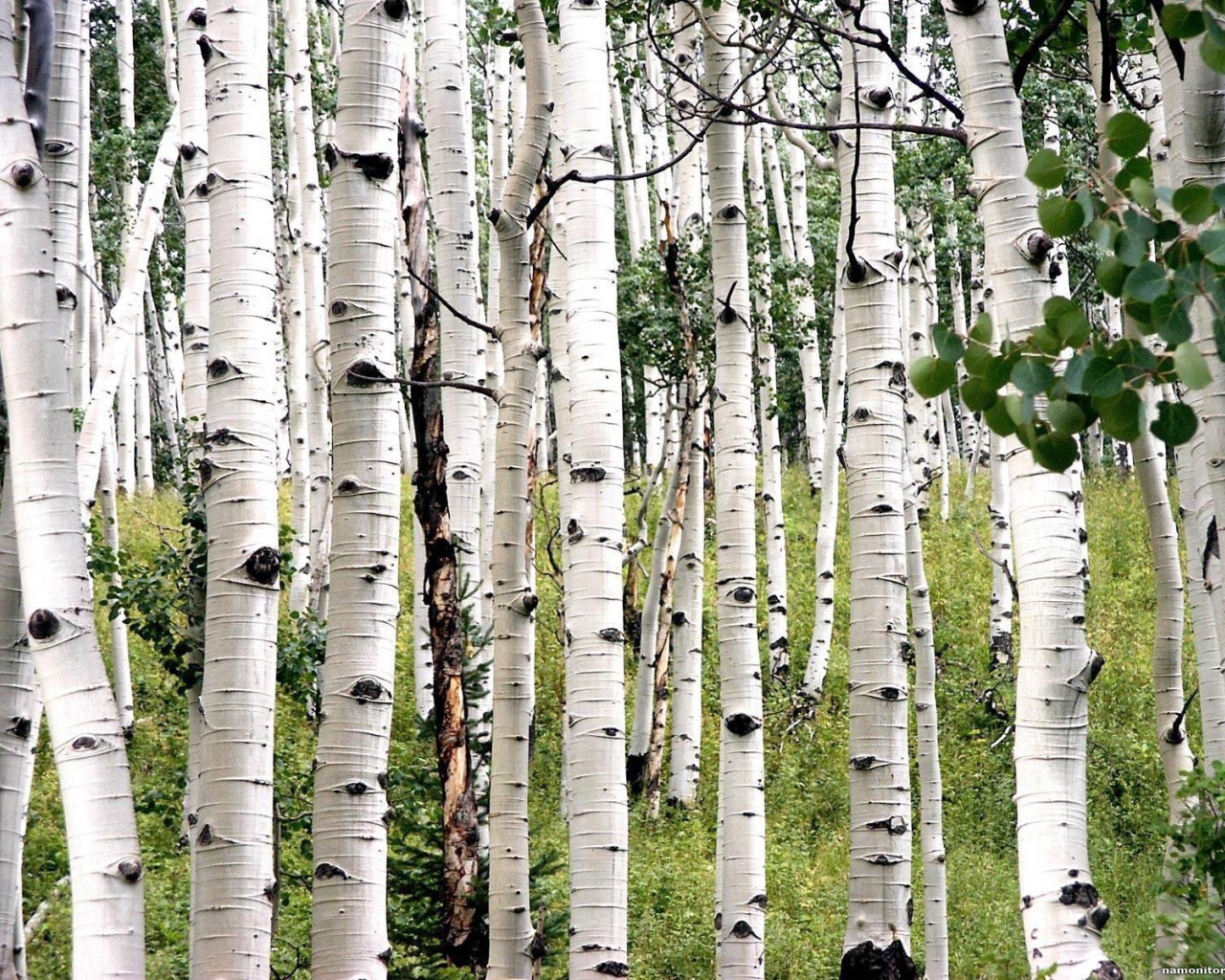 Белая береза